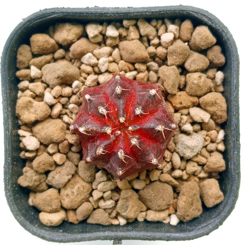 Kaktus Gymnocalycium Mihanovichii Red Korea | Gymno Miha Red Korea | Gymno Red