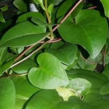 

daun binahong segar 100gr herbal kesehatan