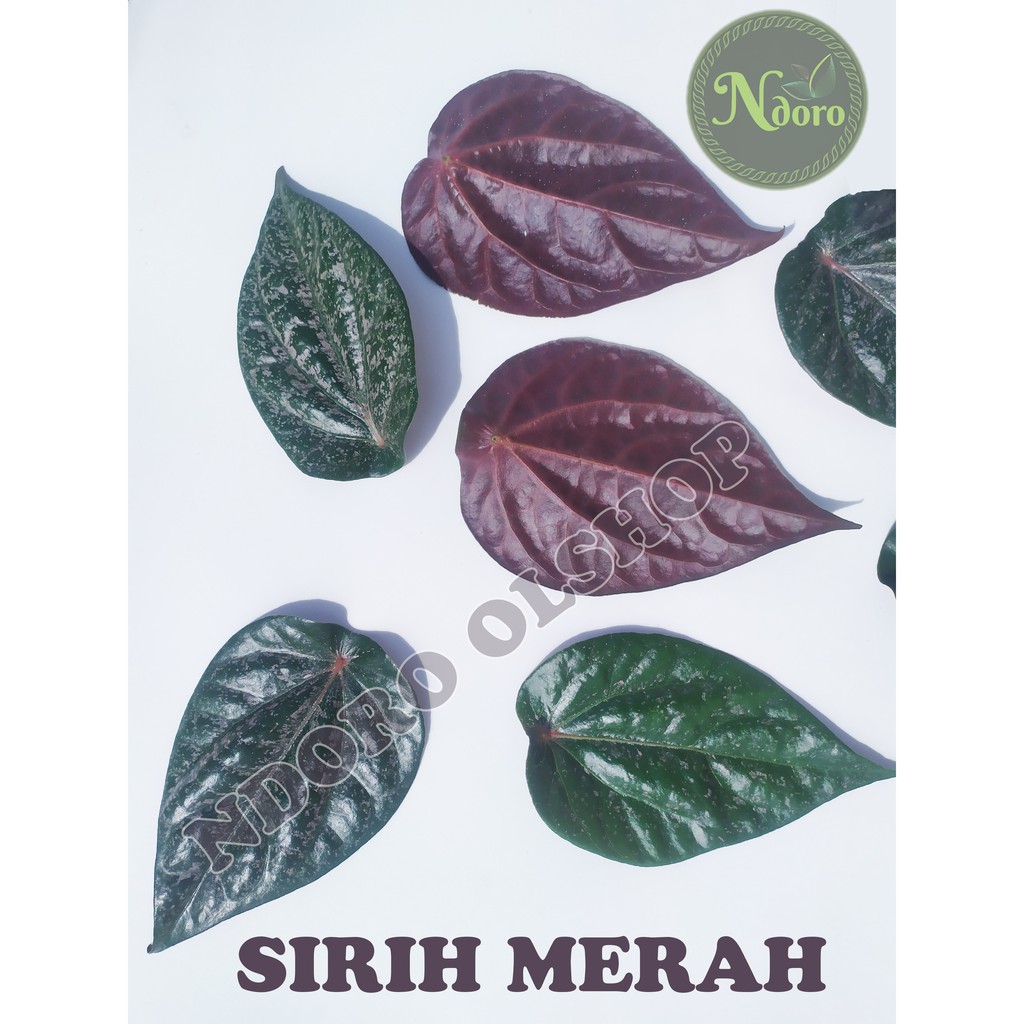 

DAUN SIRIH MERAH SEGAR ORGANIK