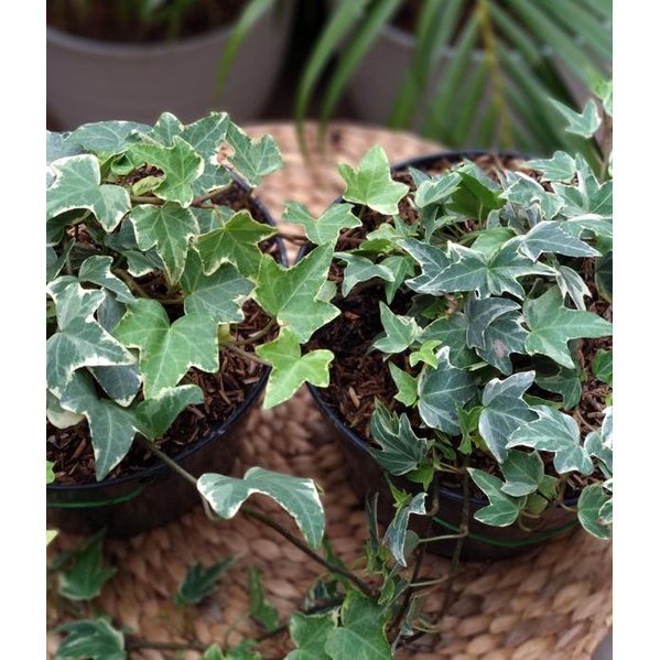 ♂ English Ivy Variegata / Ivy / English Ivy ✹