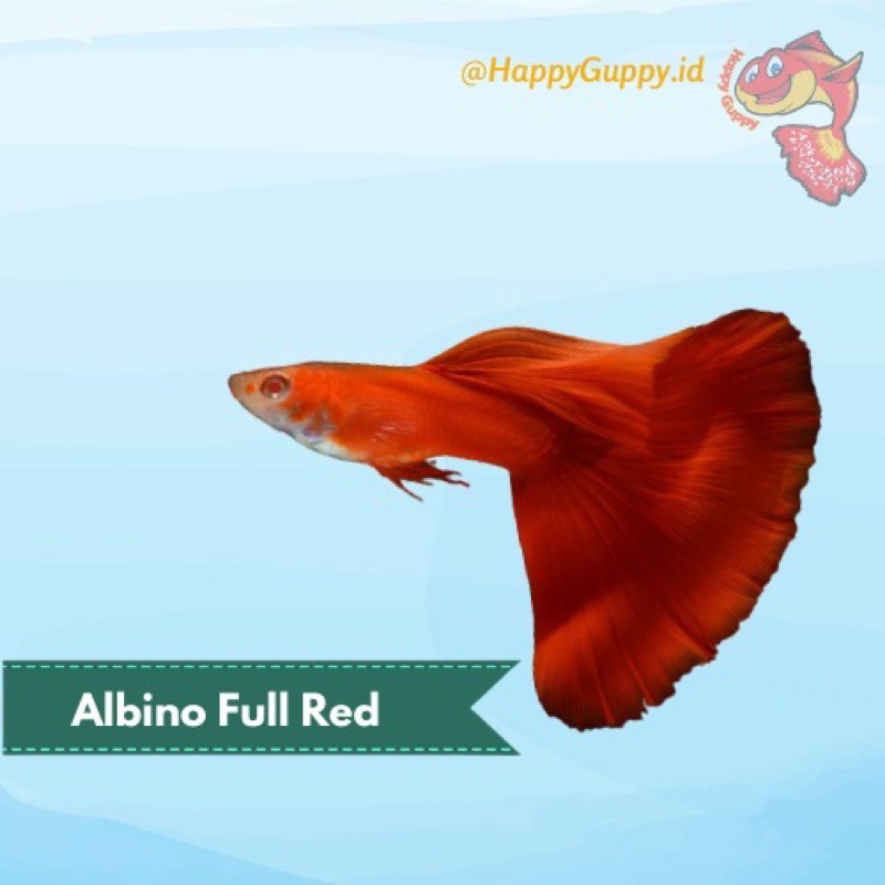 Ikan Hias Guppy Albino Full Red (AFR)