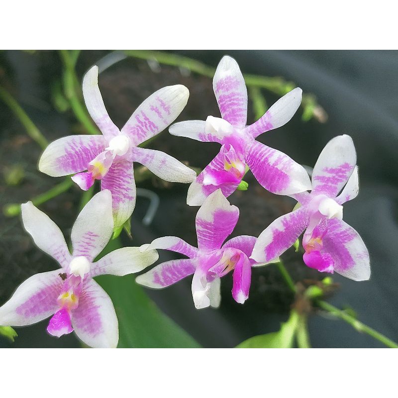 tanaman phalaenopsis Modesta