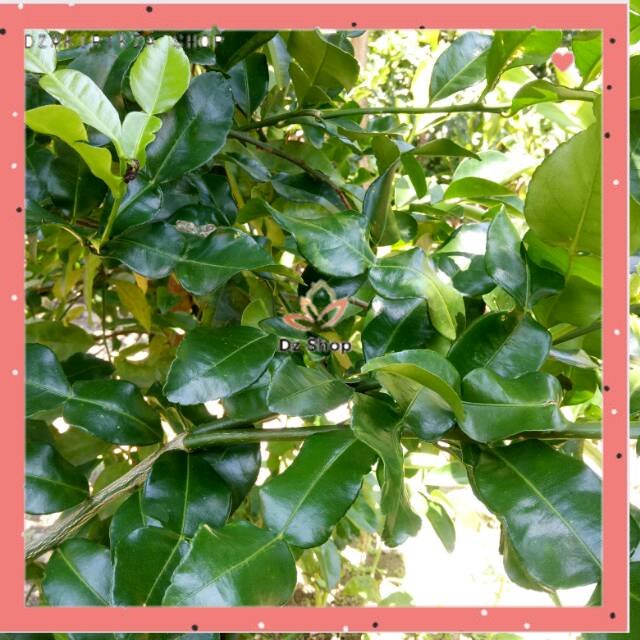 

Daun Jeruk Purut Segar/Penyedap Pewangi Masakan 100 gr