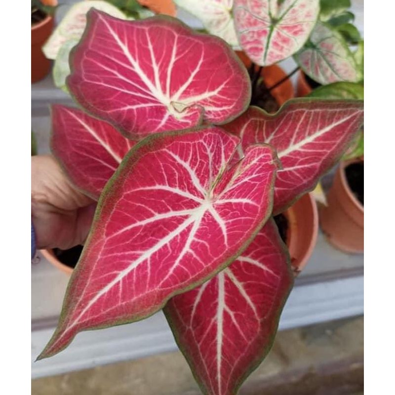 keladi/caladium hybrid thailand impor RICH OF THAI
