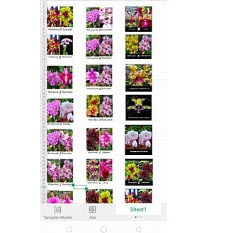 Bibit Anggrek botol dendrobium paket Random  Mix random siap aklim sesuai pict bulat& melintir .