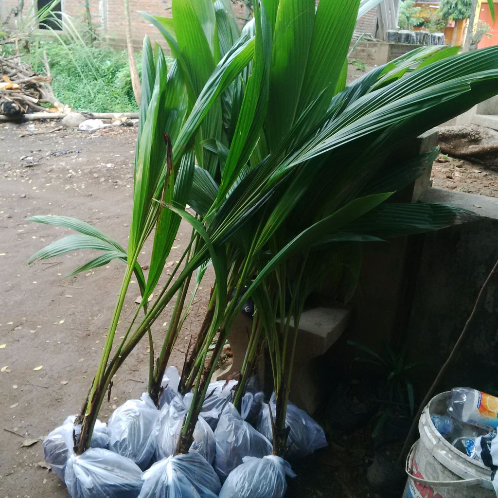 BIBIT KELAPA GADING