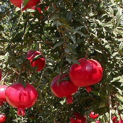 bibit delima merah asli