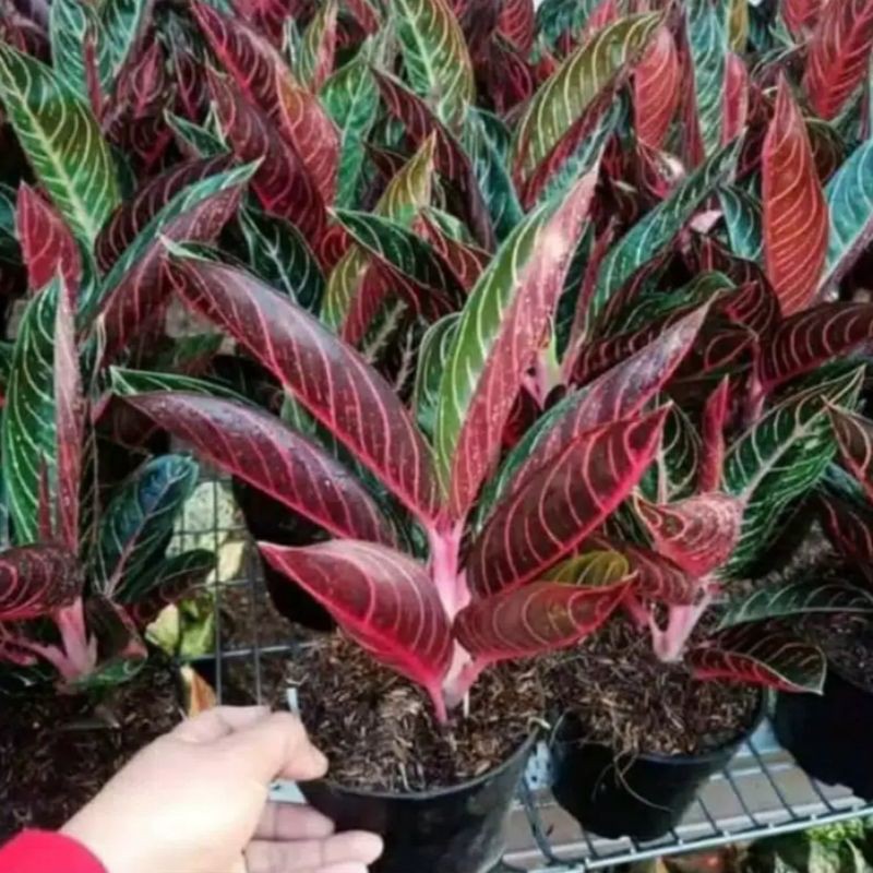 Promo Bonggol Aglonema Red Sumatra-bunga hidup murah-tanaman hidup-aglaonema