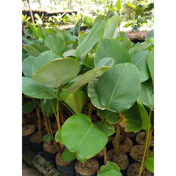 pisang-pisangan/calatea luteana/calatea pisang