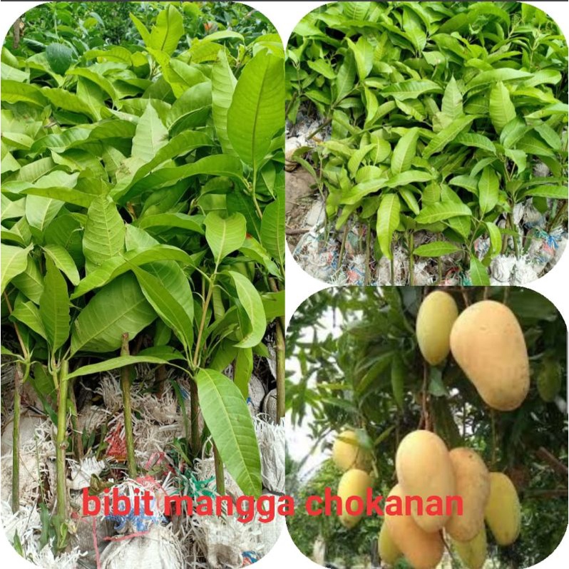 mangga chokanan