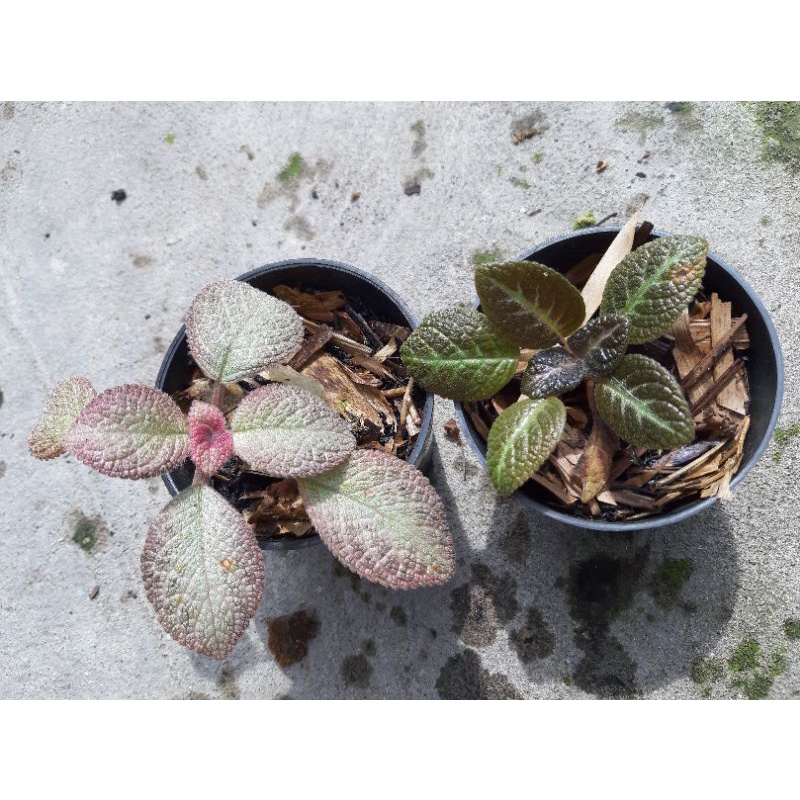 EPISCIA PAKET IMPORT