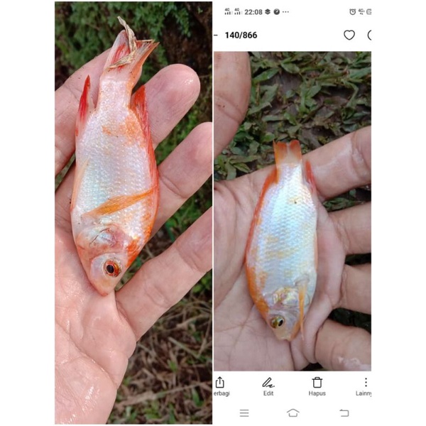 ikan nila ukuran nyilet