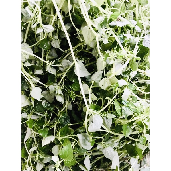 

Ketumpang Air / Suruhan Herbal Sayur 500 Gram.