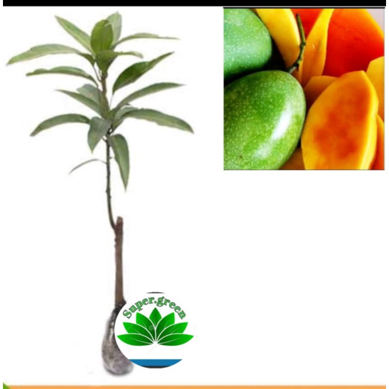 Bibit mangga lalijiwo okulasi