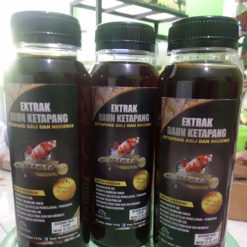 

ekstrak daun ketapang