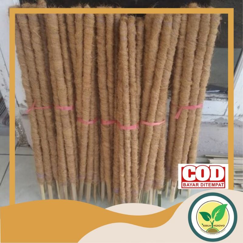 0Turus Penyangga Rambatan Tanaman Bunga  Aglonema Anggrek Janda Bolong 50 cm Bahan Bambu