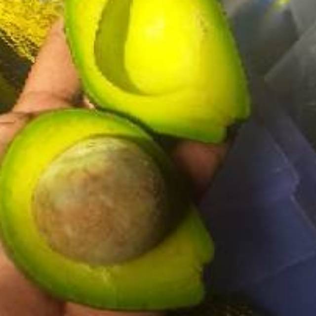 

ALPUKAT MENTEGA 1KG