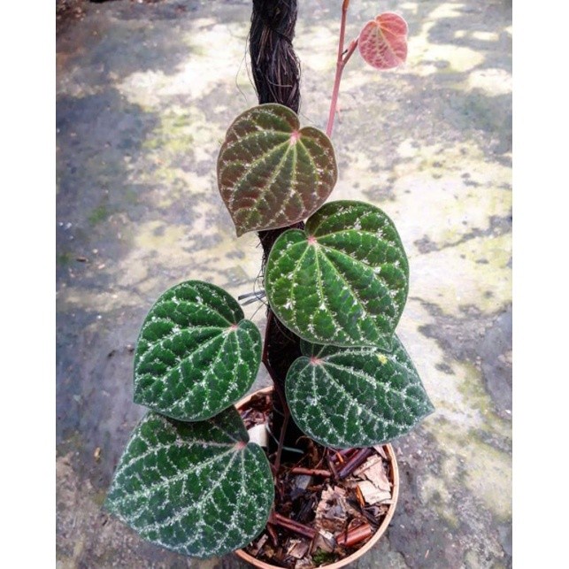 Tanaman Sirih Wulung Varietas asli 100%