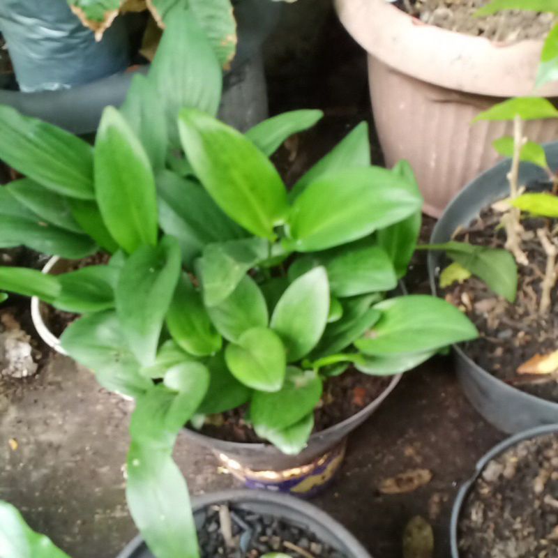 pilo lidah katak dewasa yang dikirim