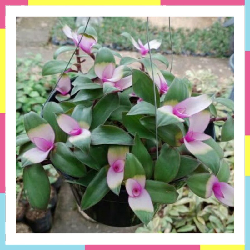 Jual Dijual Tanaman Hias Gantung Tradescantia Lidah Kera Berkualitas