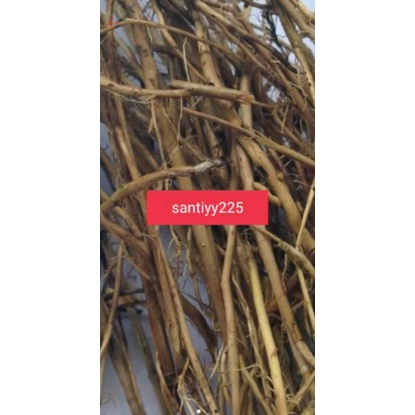 Akar bambu kuning segar obat liver