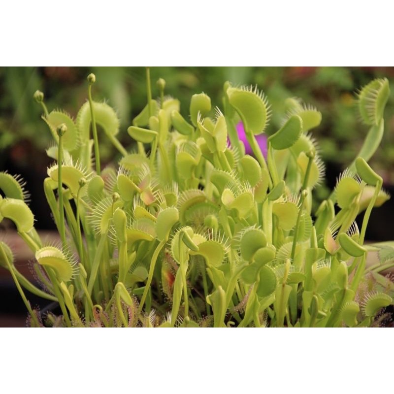 Tanaman Karnivora Venus FlyTrap Venusflytrap VFT Switzerland Giant