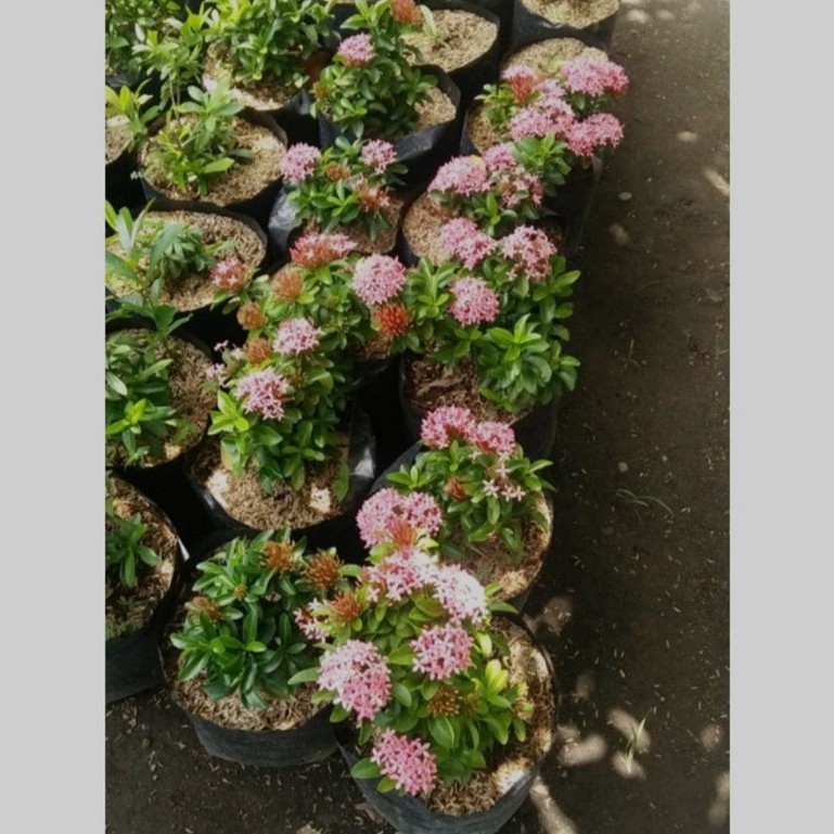 Bunga Asoka Pink Bunga Murah Tanaman Hias Ixora Chinensis Tanaman Hias Harga Terjangkau