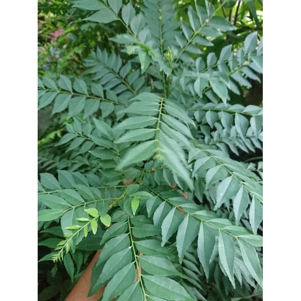 

daun kari/salam koja segar 100gram