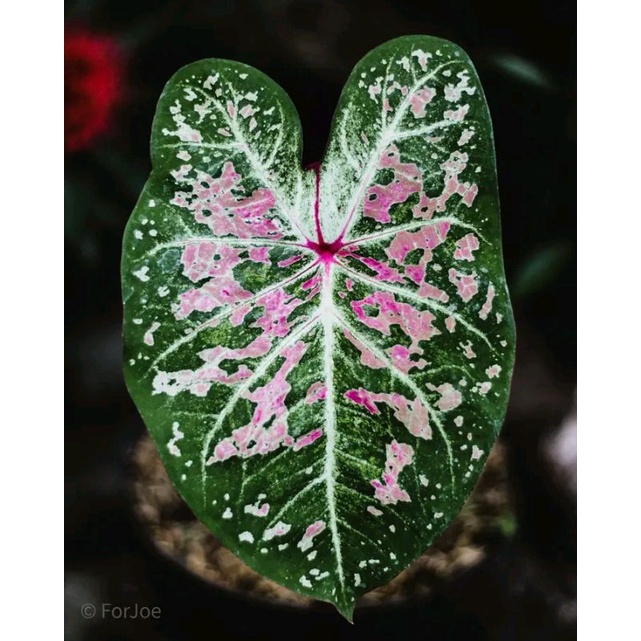 Tanaman hias keladi /keladi pink cloud/caladium pink cloud