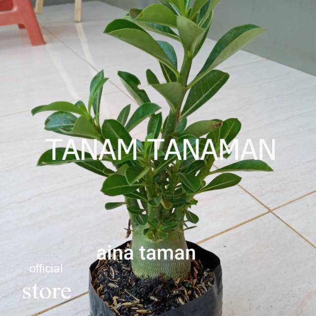 BONSAI ADENIUM OBESUM-bibit tanaman bonsai adenium obesum TAMAN TANAMAN