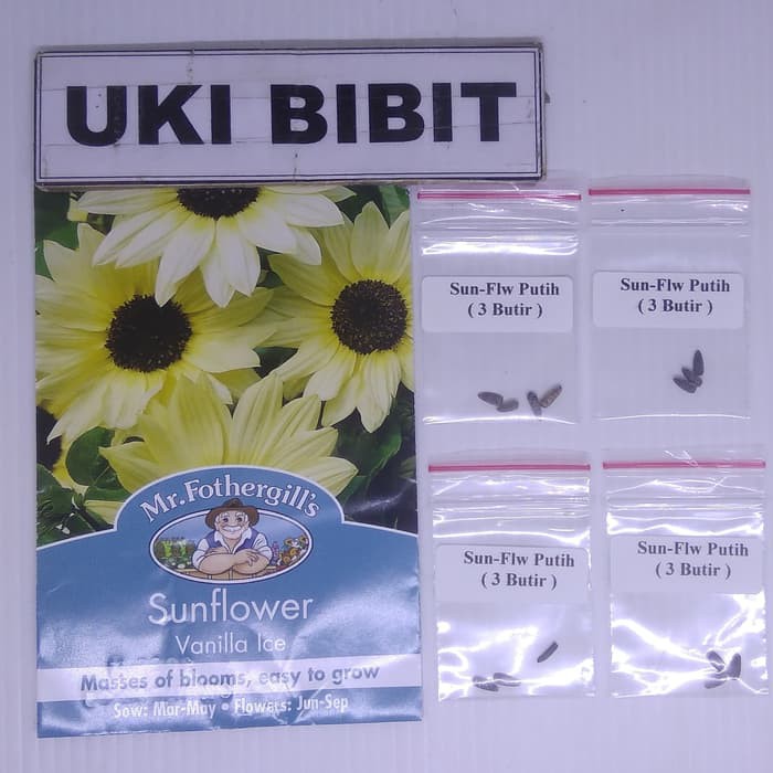 Bunga Matahari Vanilla Ice - 3 Butir Benih Bunga Matahari Putih Vanilla Ice Sun Flower Shopee Indonesia : 8 biji benih bunga matahari vanilla ice beach sunflower 'vanilla ice' (helianthus debilis) has creamy white inflorescences with a brown and black middle.