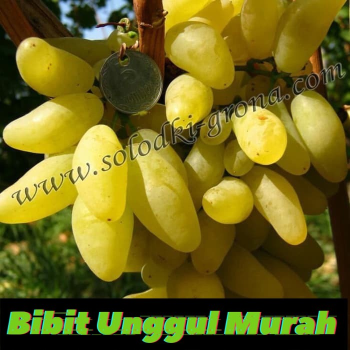 Bibit Anggur Import Gold Finger Grafting