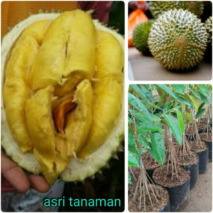 TERLARIS BIBIT DURIAN MUSANGKING KAKI 10 TERBAIK