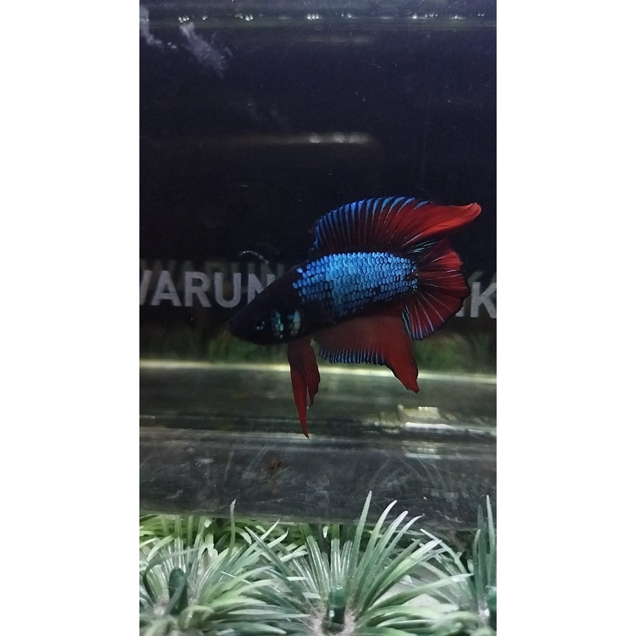CUPANG PLAKAT DOUBLE TAIL/DTPK/PKDT BLACK GORDON 100% REALPICT (DTBG1)
