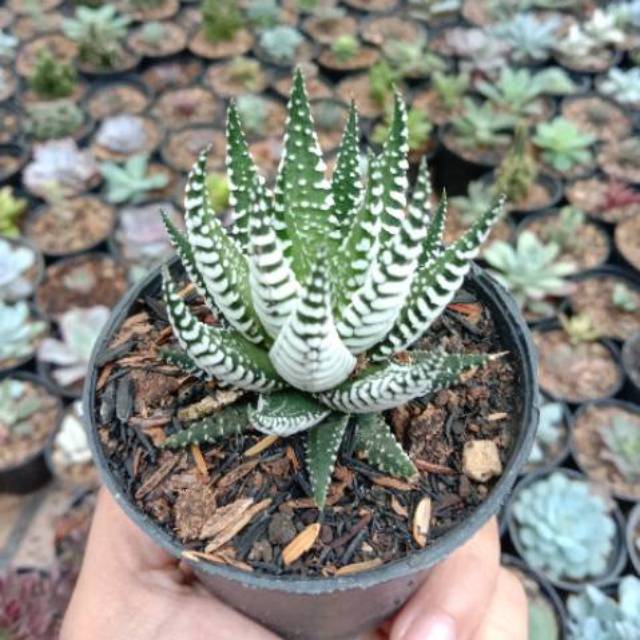 Haworthia zebraa