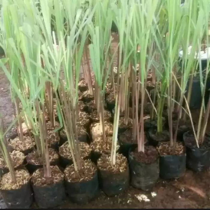 Bibit Tanaman Sereh Wangi Bibit Sereh Bumbu Masak Pohon Sereh