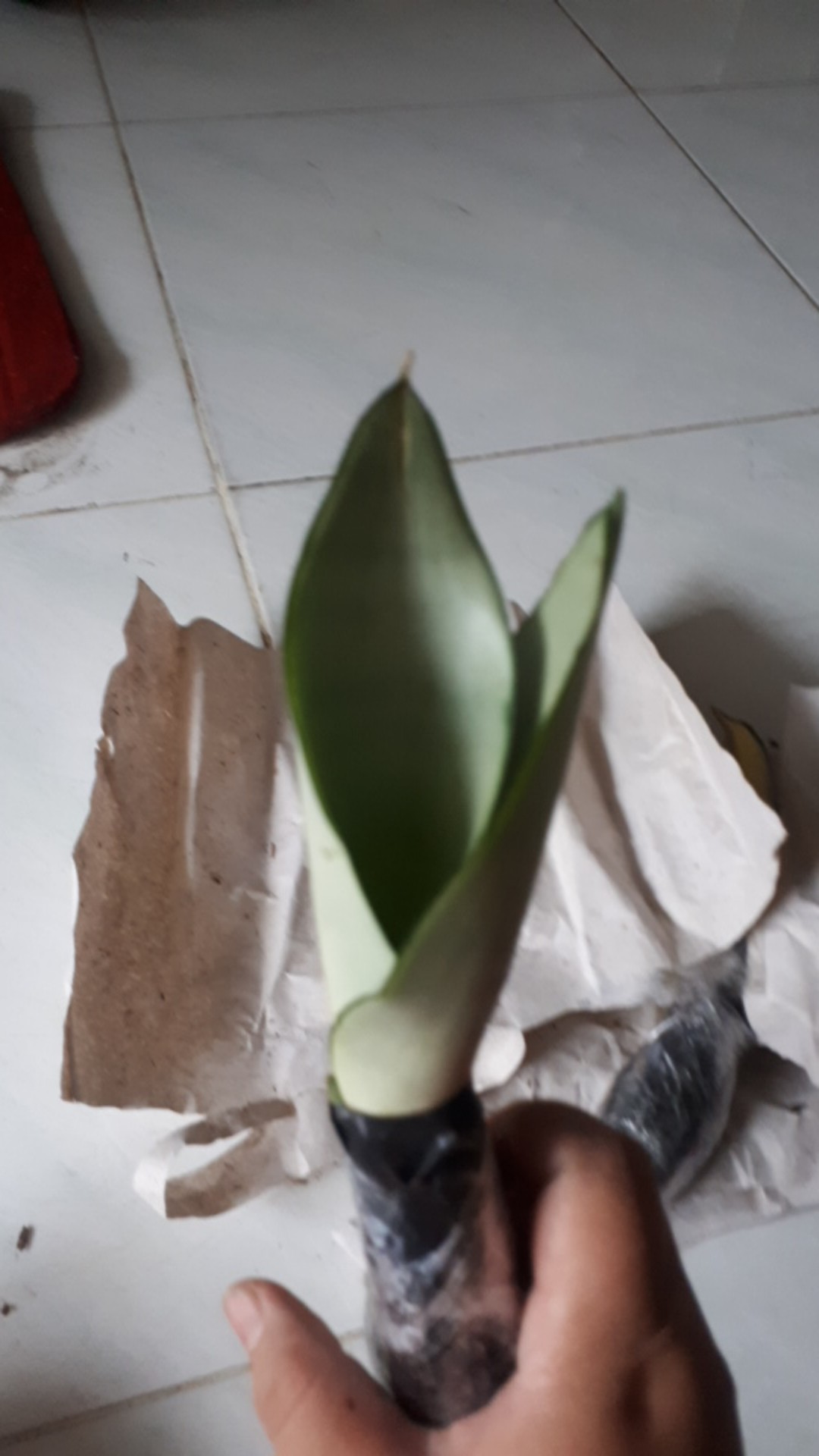 Tanaman Indoor Sensivera Moonshine - Tanaman Hias Sensivera Moonshine