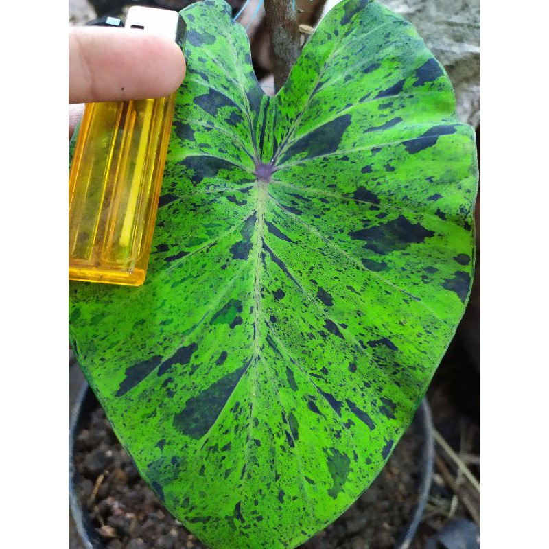 Colocasia mojito