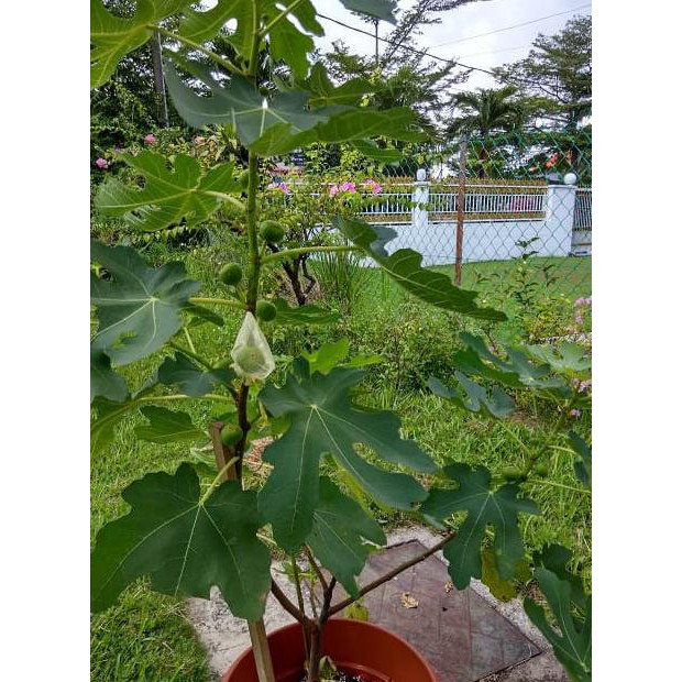 Super Bibit Buah Tin Hijau | Bibit Buah Tin Green Yordan | Tin Hijau *_$