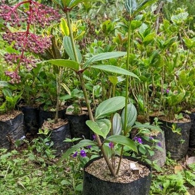 DIARY PETANI - Tanaman Parijoto 20 - 30 cm Siap Tanam