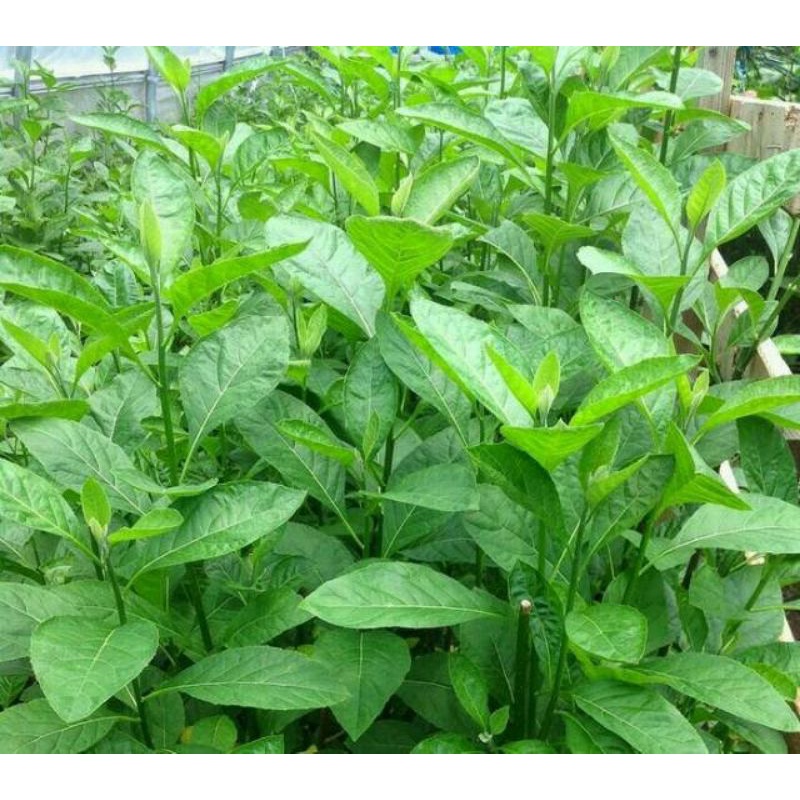 

Daun Afrika Segar