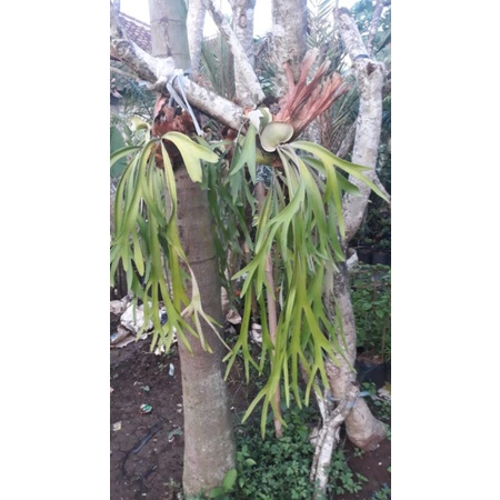 tanaman tanduk rusa // tanduk rusa