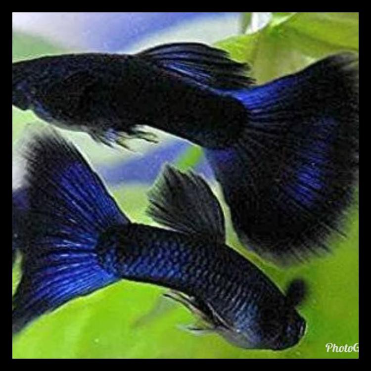 Guppy Blue Moscow Promo 