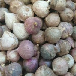 

bawang putih tunggal bawang putih lanang