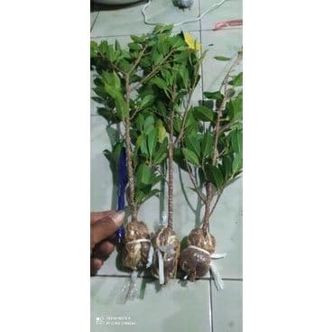 KIMENG MINI MURAH/KIMENG CANGKOK