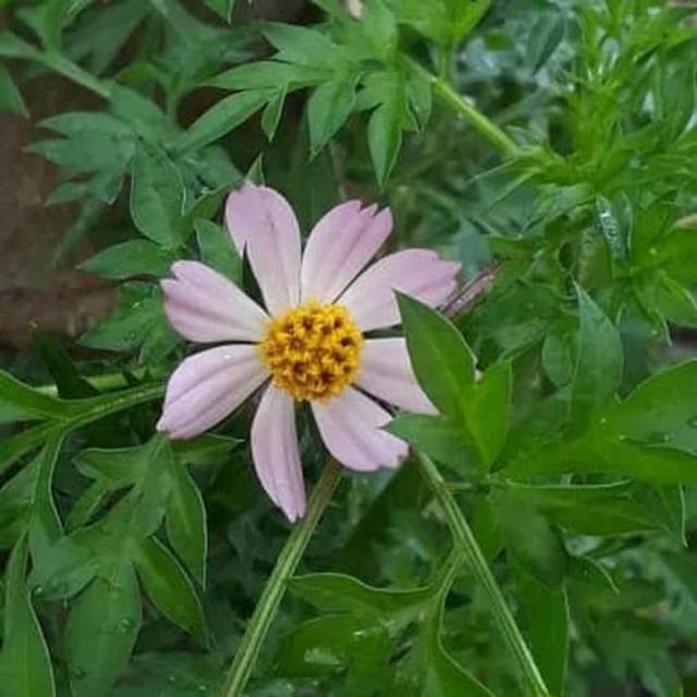 

Daun kenikir/daun randa midang segar/kenikir pink (250 gram)