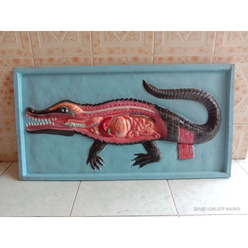 

penampang buaya alat peraga pendidikan model penampang buaya 2 dimensi