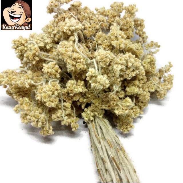 Bunga Edelweis Natural Bunga Abadi 1 Ikat Termurah Shopee Indonesia