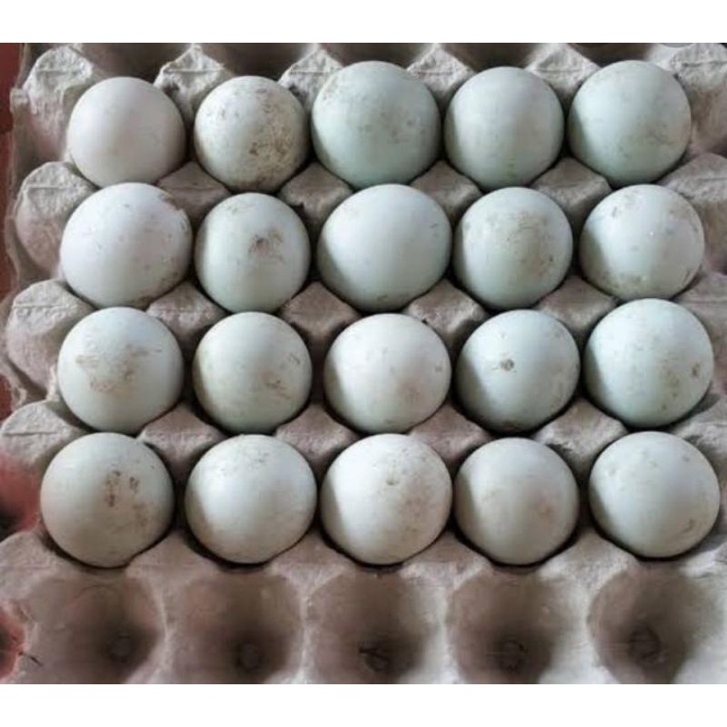 

TELUR BEBEK/HINTALU ITIK ASLI BANJAR