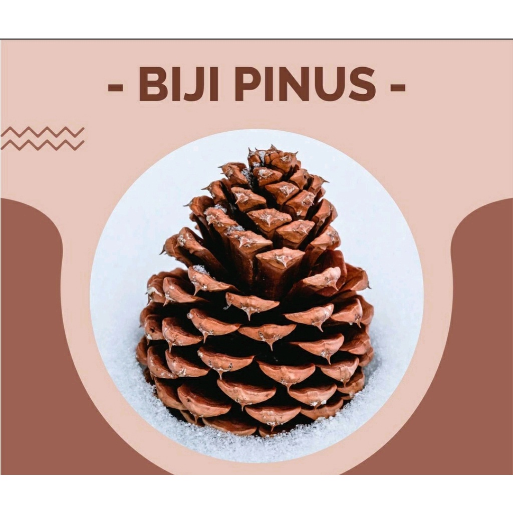 Bunga Pinus Kering Biji Pinus Kering